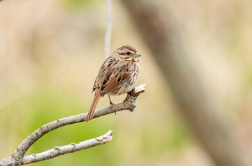 A song sparrow perched on a branch