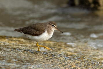 Wall Mural - A spotted sandpiper walking along the concrete seawall feeding on small crustaceans