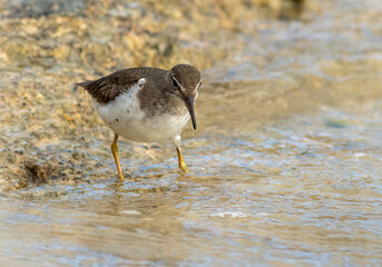 Wall Mural - A spotted sandpiper wading in the ocean feeding 