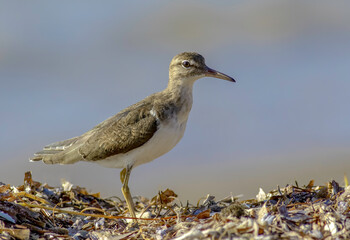 Wall Mural - A spotted sandpiper standing on washed ashore seaweed on the beach