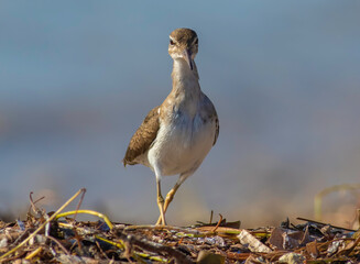 Wall Mural - A spotted sandpiper standing on washed ashore seaweed on the beach