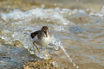 Wall Mural - A spotted sandpiper wading in the ocean feeding 