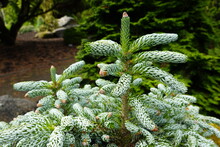 Kohout's Icebreaker Korean Fir Is A Unique And Special Dwarf Evergreen, That Grows Into A Dome-shape Plant.