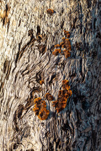 Driftwood Texture With Orange Mushrooms