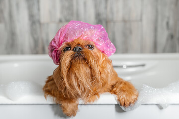  Brussels Griffon bathes in a pink bathing cap.