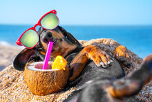 Dachshund Dog With Sunglasses With Polarized Lenses And Red Frame Lies On Sandy Beach And Chills, Refreshing Exotic Drink In Half Coconut Shell Stands Nearby, Decorated With Straw And Slice Of Orange
