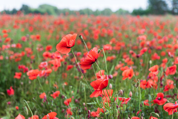 Wall Mural - Beautiful field of red poppies in summer day, Latvia. Selective focus.
