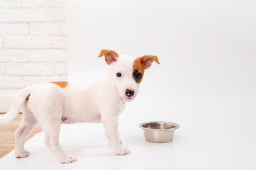 Wall Mural - jack russell terrier puppy with a bowl for water or food on a white background. 