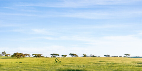 savanna grassland ecology at masai mara national reserve kenya