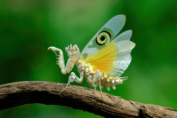 Spiny Mantis on branch