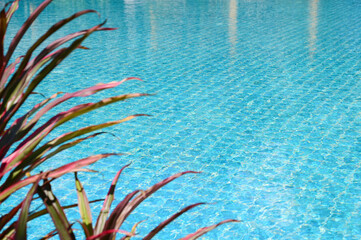 blue swimming pool with leaf tree, beautiful background