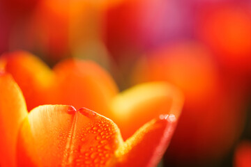 Wall Mural - orange tulip flower in close up with raindrop