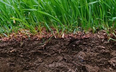 Cross section of lawn showing green grass roots at ground level wind 