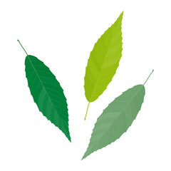 Wall Mural - Vector illustration of green leaves isolated on background.