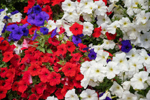 Flower Carpet Of Three Colors Of Petunias - Red, Blue, White. Close-up.