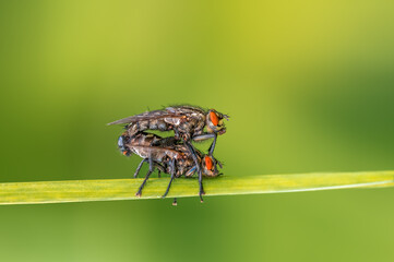 two two flies sit on a blade of grass and mate