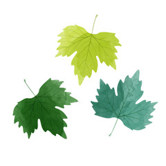 Wall Mural - Vector watercolor illustration of green maple leaves isolated on background.