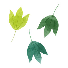 Wall Mural - Vector watercolor illustration of trident maple leaves isolated on background.