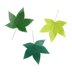 Wall Mural - Vector watercolor illustration of sweet gum tree leaves isolated on background.