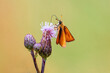one skipper butterfly sits on a stalk in a meadow