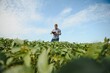 © Serhii - Agronomist inspecting soya bean crops growing in the farm field. Agriculture production concept. young agronomist examines soybean crop on field in summer. Farmer on soybean field.