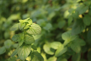 Sprig mint plant growing in the garden. Mentha rotundifolia on summer 