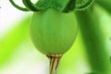 Poppy Seed Pod