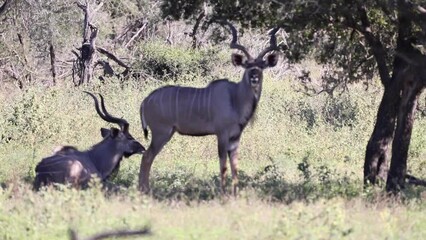 great african kudu an antelope of the south african african savannah, these animals live the african