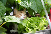 Curious Cat Sitting Between Plants In Vegetable Garden Planter Box. Fluffy Cat Lying In The Shade Of Mature Lush Vegetable Plants. How To Keep Cats Away From Plants Concept. Selective Focus On Head.