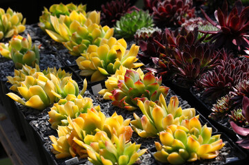 Wall Mural - Beautiful variety of colourful Sempervivum - Houseleek succulent pants, growing in little containers in the drought resistant garden requiring little maintenance.