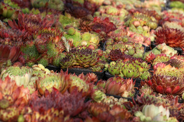 Wall Mural - Beautiful variety of colourful Sempervivum - Houseleek succulent pants, growing in little containers in the drought resistant garden requiring little maintenance.