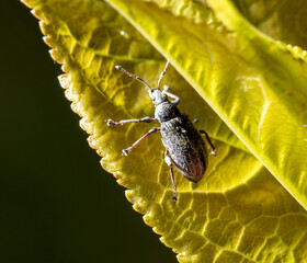 Sticker - Beetle on a green leaf in nature.