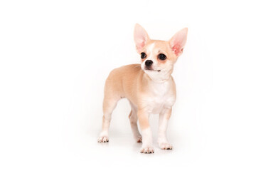 Chihuahua puppy isolated on white background