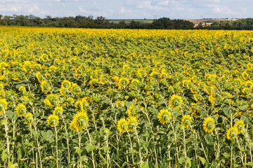 Wall Mural - Sunflowers field against the sky and distant trees