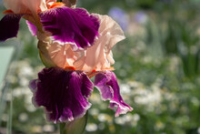 Floral Wallpaper. Background With Flowers Macro Photography, Close-up Of Plants. Bright Two-tone Iris