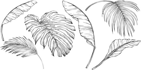 Tropical leaves. Hand drawn vector illustration isolated on white. Eps 10