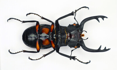 Beetle isolated on white. Giant stag beetle Odontolabis lacordairei upside macro close up. Collection beetle, lucanidae, coleoptera, insects, entomology