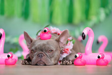 French Bulldog Dog With Pink  Rubber Toy Flamingo On Head And Tropical Flower Garland In Front Of Green Background