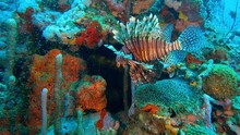 Cartagena - Diving - Admiring A Lion Fish Next To Colorful Corals