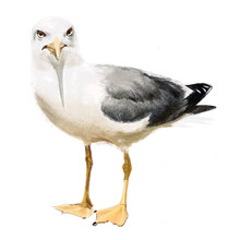 Standing Seagull Bird From Near, Watching, Front View, On A White Background