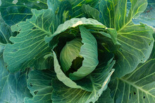 A Head Of Green Cabbage Grows In The Garden. Agriculture. Healthy, Organic Products And Healthy Food For Humans. Cultivation Of Cabbage On A Home Farm.