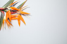 Bird Of Paradise Tropical Flowers On White Background, Top View