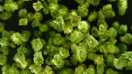 Wall Mural - Freeze motion of flying hops cones on black background.