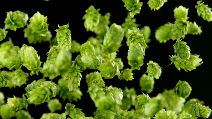 Wall Mural - Freeze motion of flying hops cones on black background.