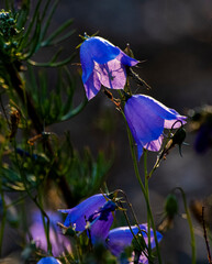 Bell Flower on Battery Mount 2