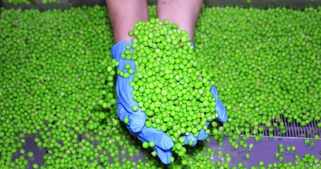 Wall Mural - Industrial production of peas in food processing plant. Transport peas grain on a conveyor, the woman holds a bunch of peas in her hands, slow motion. Close up, indoors footage