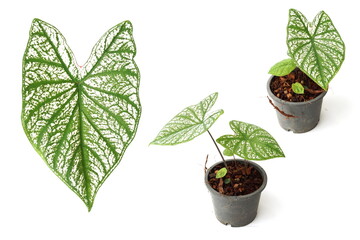 Wall Mural - Caladium bicolor with white leaf and green veins on white  background