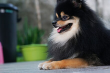 Pomeranians Have Always Been Lovely And Loyal Friends.