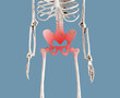 Human skeleton pelvis with red spot. Pelvic pain in reproductive, urinary or digestive systems or from muscles and ligaments. Medical conditions, anatomy concept. High quality photo