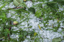 Summer Cold Round Large Hail Lies On The Green Grass With Apple Fruits